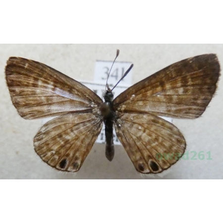 Leptotes marina (Reakirt, 1868) male USA34l